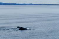 Tag 10 – Walbeobachtung auf dem Sankt Lorenz Strom (20)