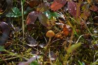 Maligne Lake -Waldstillleben