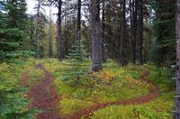 Wanderpfad um den Maligne Lake