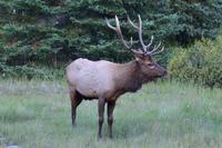 Wapiti (Elk)