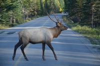 Wapitihirsch, der gemächlich die Straße überquert