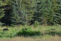 Schwarzbärenmutter mit zwei Jungen