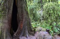 Cathedral Grove 4