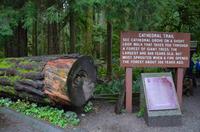 Cathedral Grove