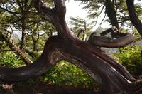 Wild Pacific Trail 2