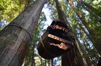 Capilano Suspension Bridge Park 4