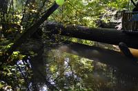 Capilano Suspension Bridge Park 5