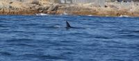 186 Orcas