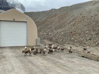 Fahrt auf den Athasbasca Gletscher / Columbia Icefield