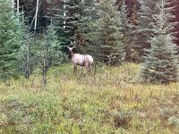 Fahrt in den Jasper Nationalpark - wir sehen ein Waipiti Jungtier