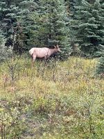 Fahrt in den Jasper Nationalpark - wir sehen ein Waipiti Jungtier