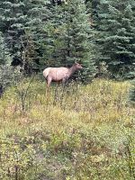 Fahrt in den Jasper Nationalpark - wir sehen ein Waipiti Jungtier