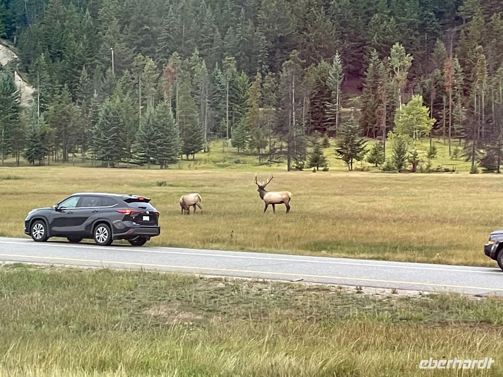 Fahrt in den Jasper Nationalpark - wir sehen 2 Waipiti Jungtiere und einen Bullen