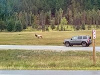 Fahrt in den Jasper Nationalpark - wir sehen 2 Waipiti Jungtiere und einen Bullen