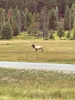 Fahrt in den Jasper Nationalpark - wir sehen 2 Waipiti Jungtiere und einen Bullen