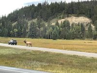 Fahrt in den Jasper Nationalpark - wir sehen 2 Waipiti Jungtiere und einen Bullen
