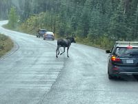 Fahrt zum Maligne Lake 