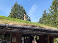 Mittagspause im Hippie Ort Cooms - Ziegen auf dem Dach