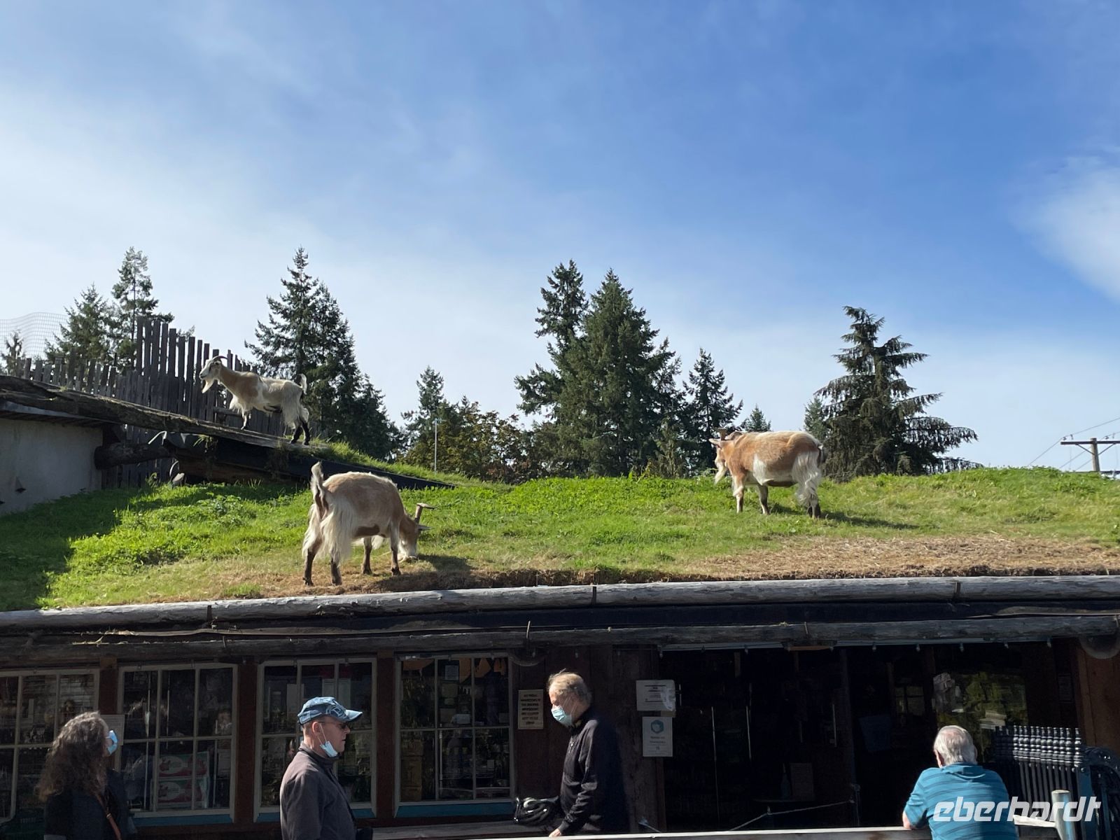 Mittagspause im Hippie Ort Cooms - Ziegen auf dem Dach