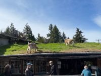 Mittagspause im Hippie Ort Cooms - Ziegen auf dem Dach