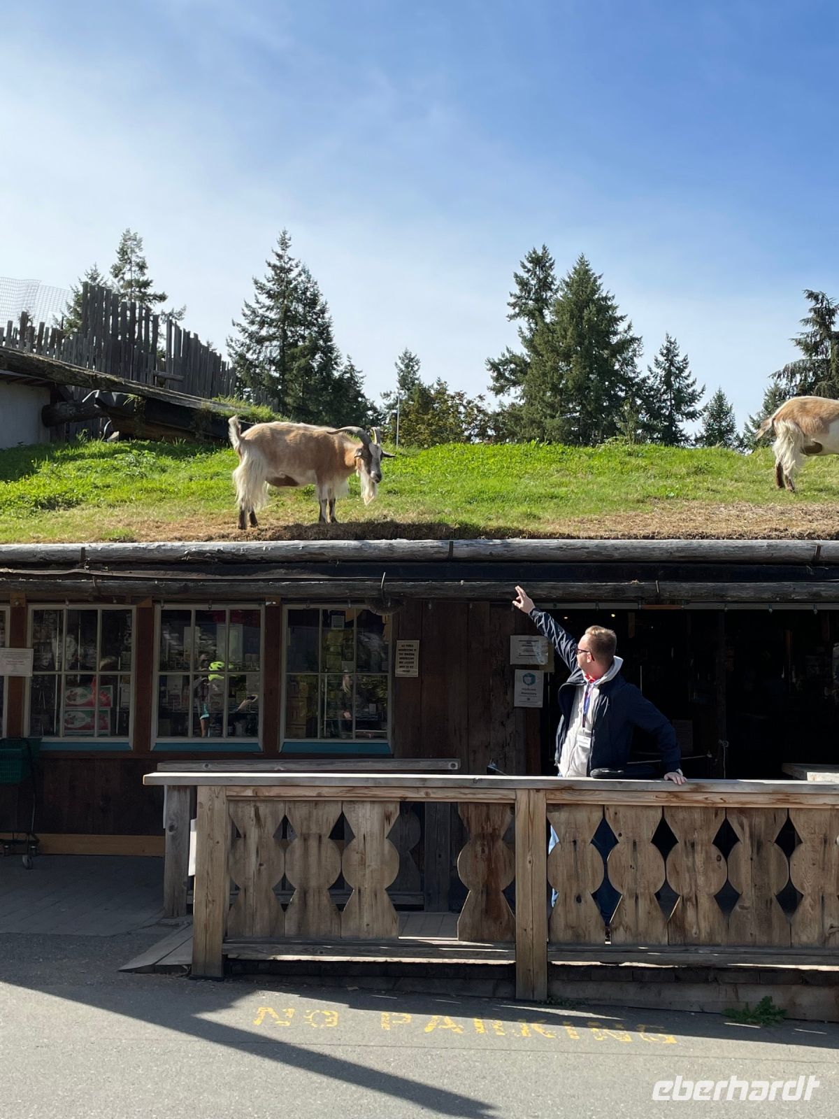 Mittagspause im Hippie Ort Cooms - Ziegen auf dem Dach