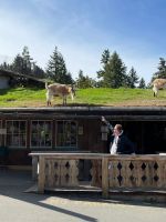 Mittagspause im Hippie Ort Cooms - Ziegen auf dem Dach