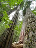 Spaziergang im Mc Millian Provincial Park