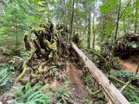 Spaziergang im Mc Millian Provincial Park