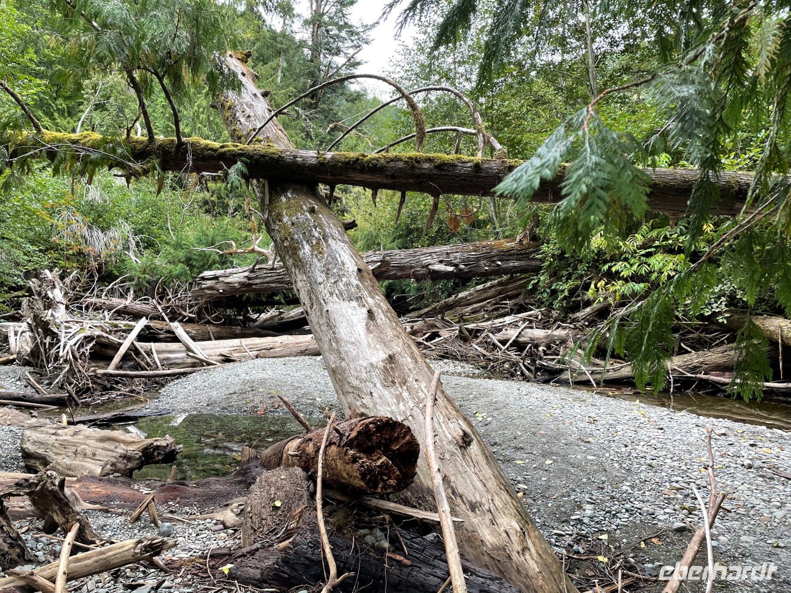 Spaziergang im Mc Millian Provincial Park