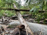 Spaziergang im Mc Millian Provincial Park