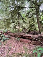 Spaziergang im Mc Millian Provincial Park