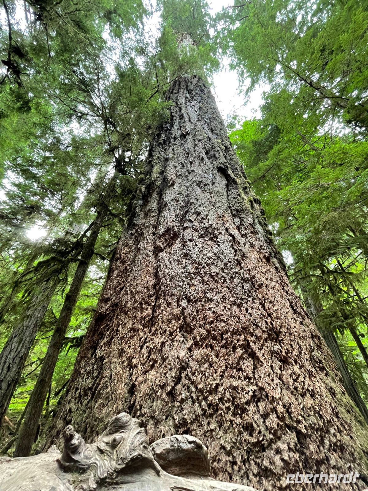 Spaziergang im Mc Millian Provincial Park