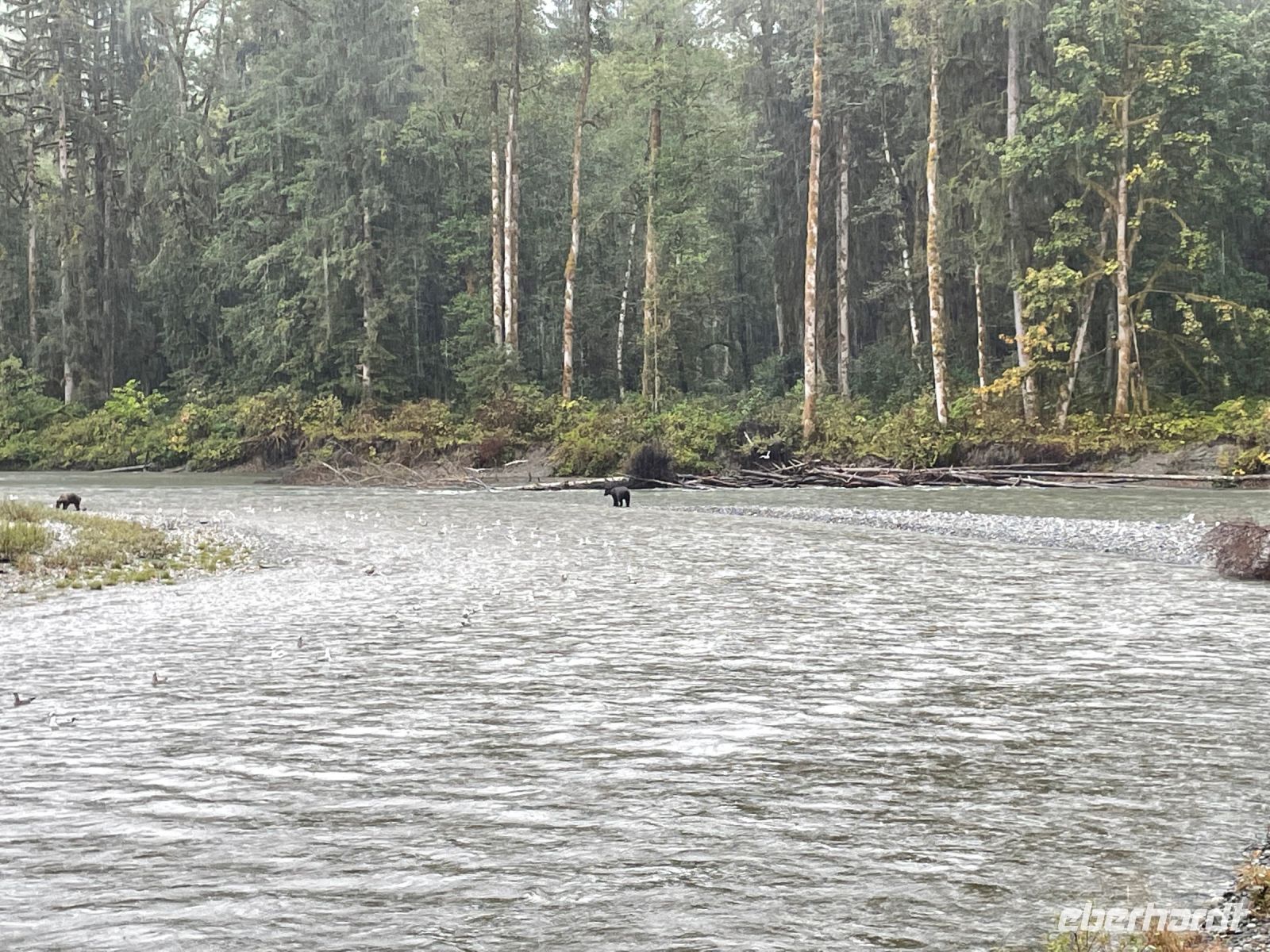 Bärenbeobachtungstour