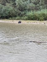 Bärenbeobachtungstour