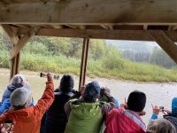 Bärenbeobachtungstour