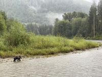Bärenbeobachtungstour