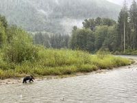 Bärenbeobachtungstour