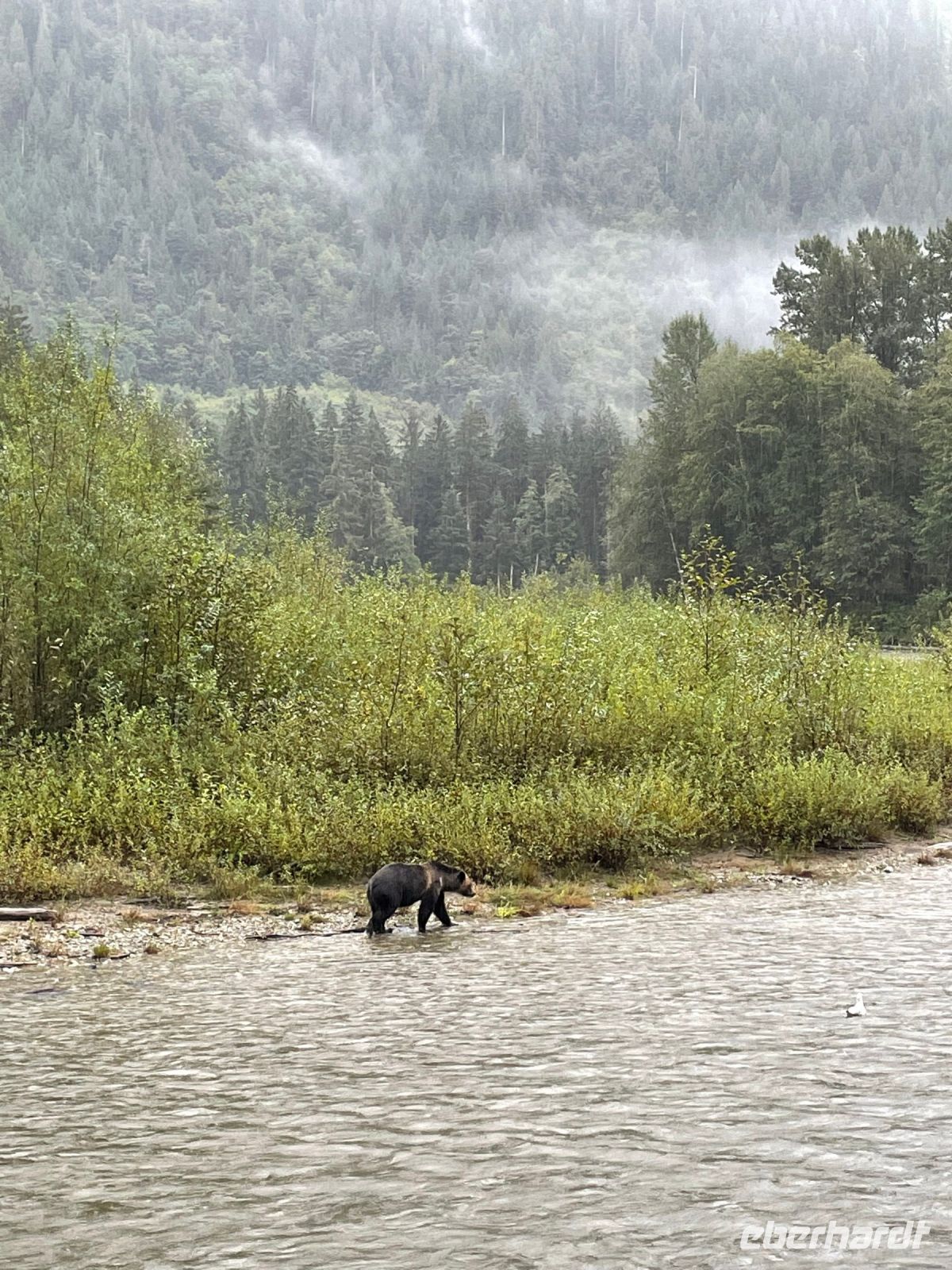 Bärenbeobachtungstour
