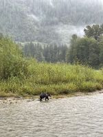 Bärenbeobachtungstour