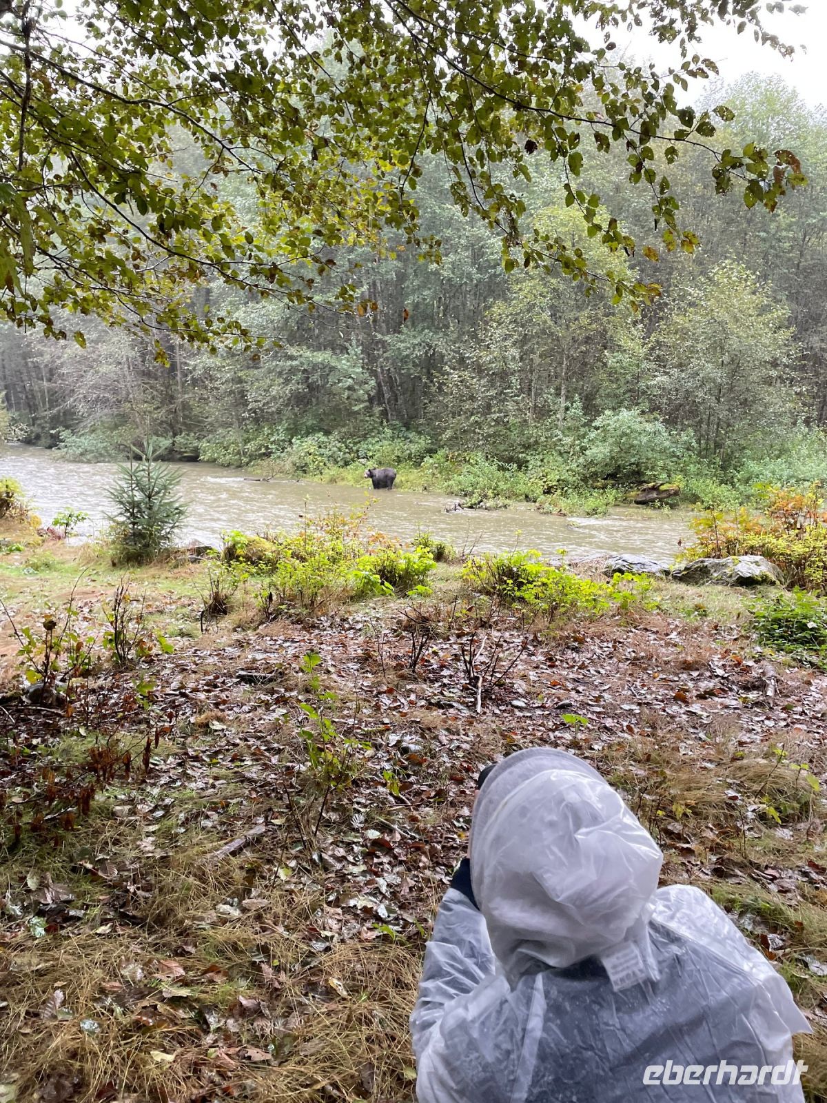 Bärenbeobachtungstour