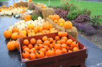 23  Walkers und die Kürbisse