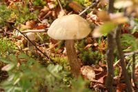 133  Viele Pilze am See