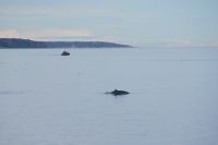170 Whale Watching Tadoussac