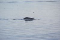 171 Whale Watching Tadoussac