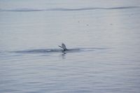 173 Whale Watching Tadoussac