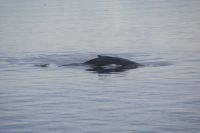174 Whale Watching Tadoussac