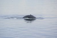 175 Whale Watching Tadoussac