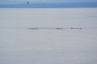 179 Whale Watching Tadoussac