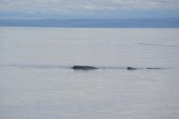 180 Whale Watching Tadoussac