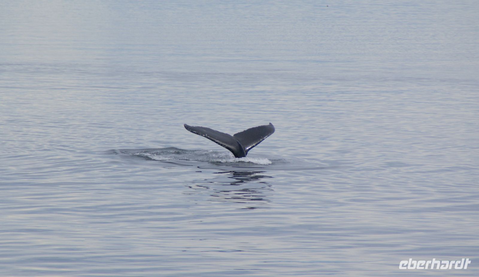 182 Whale Watching Tadoussac